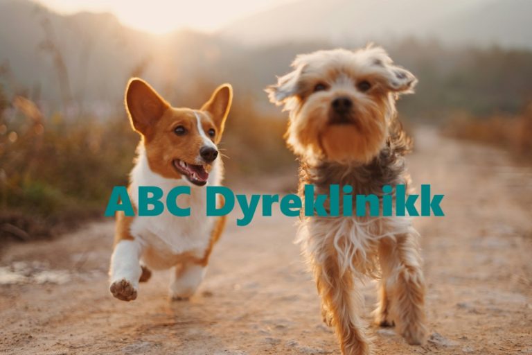 ABC Dyreklinikk Drammen 768x512