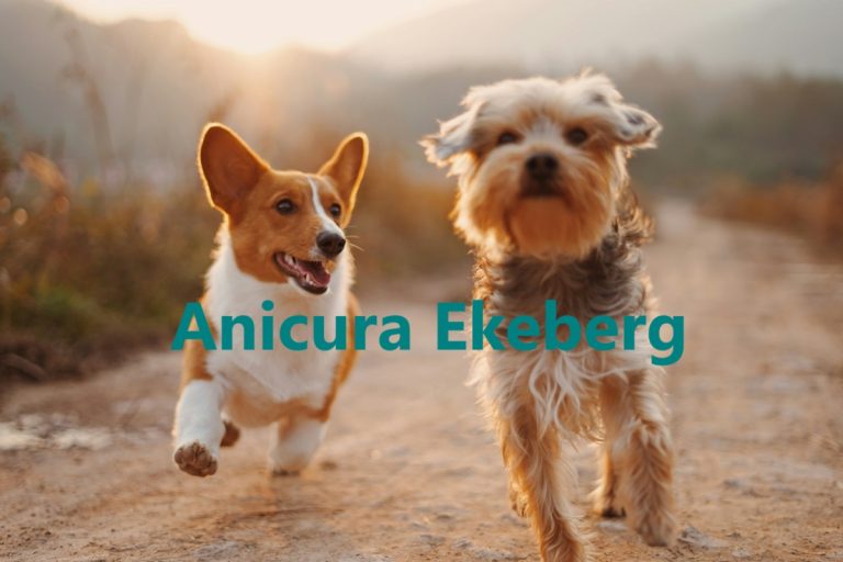 Anicura Ekeberg 768x512
