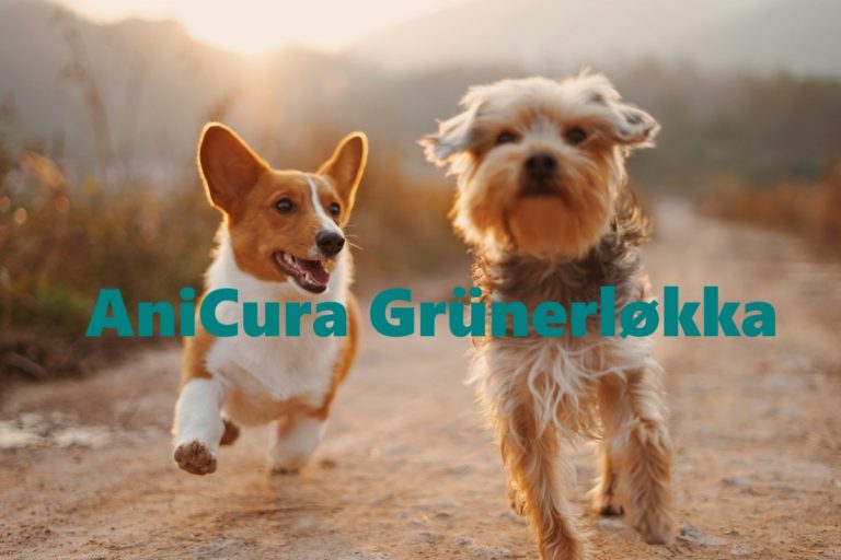 Anicura Grunerlokka 1 768x512