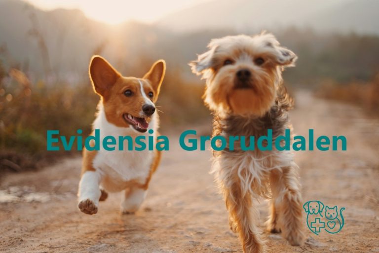 Evidensia Groruddalen 768x512