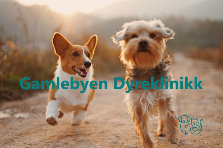 Gamlebyen Dyreklinikk 768x512