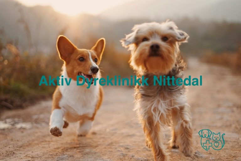 Aktiv Dyreklinikk Nittedal 768x512