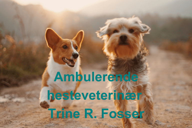 Ambulerende hesteveterinaer Trine R. Fosser 768x512