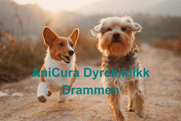 AniCura Dyreklinikk Drammen 768x512