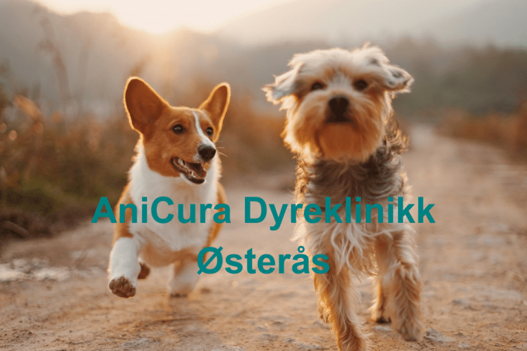 AniCura Dyreklinikk Osteras 768x512