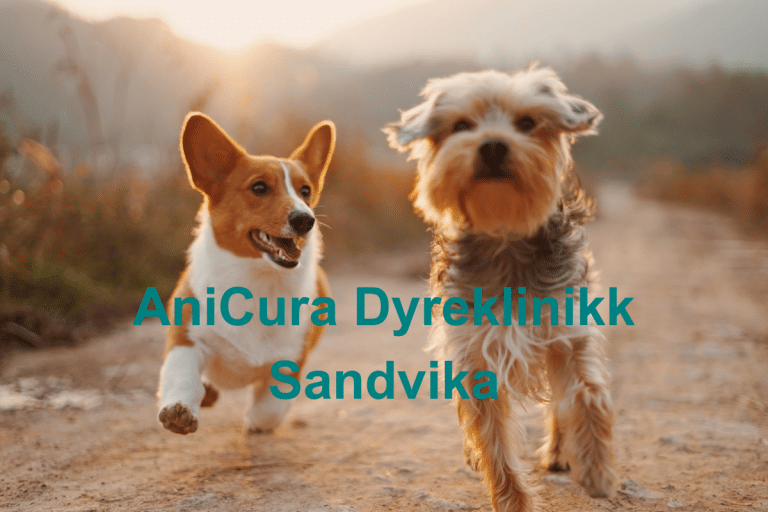 AniCura Dyreklinikk Sandvikav 768x512