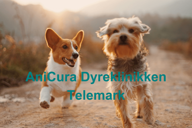 AniCura Dyreklinikken Telemark 768x512