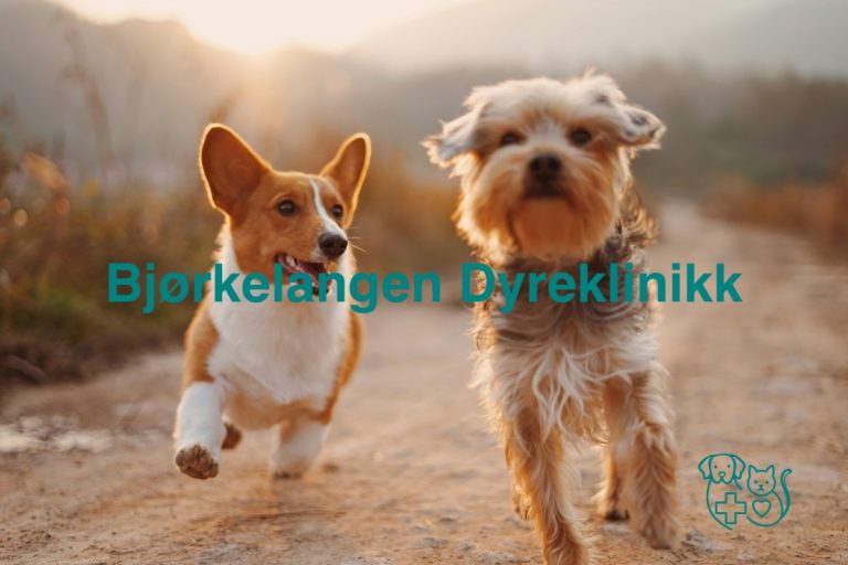 Bjorkelangen Dyreklinikk 768x512