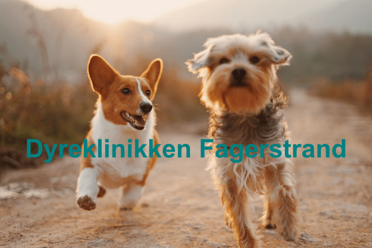Dyreklinikken Fagerstrand 768x512