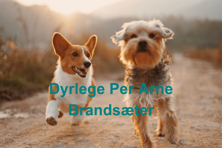 Dyrlege Per Arne Brandsaeter 768x512