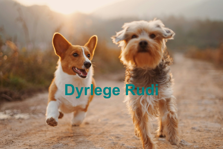 Dyrlege Rudi 768x512