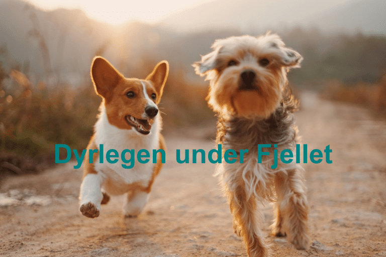 Dyrlegen under Fjellet 768x512