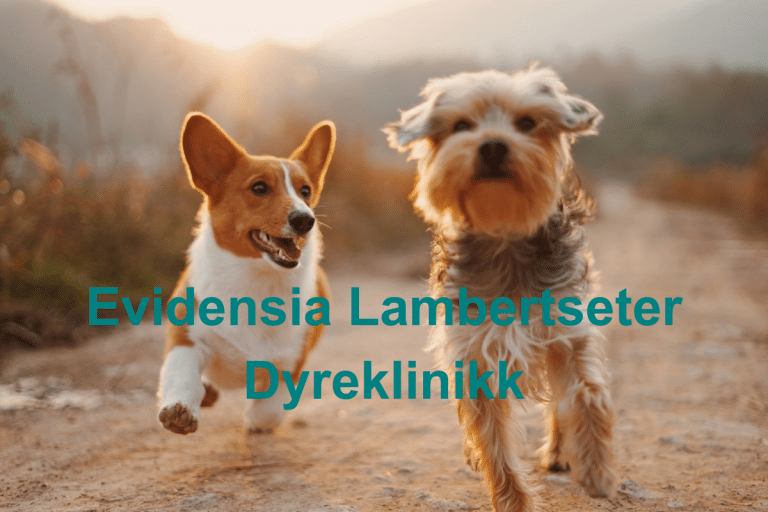 Evidensia Lambertseter Dyreklinikk 768x512