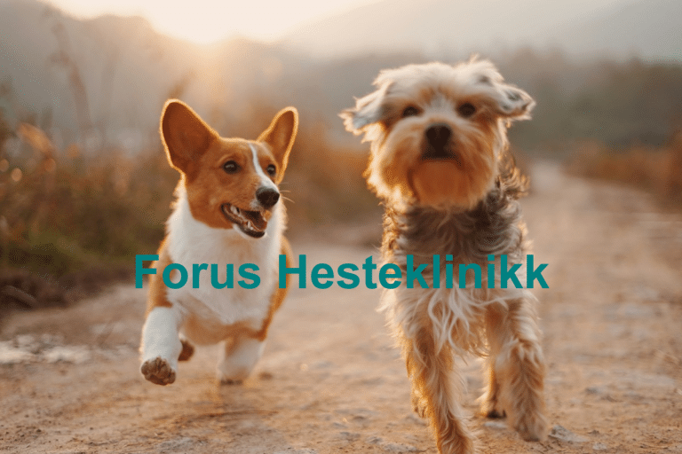 Forus Hesteklinikk 768x512