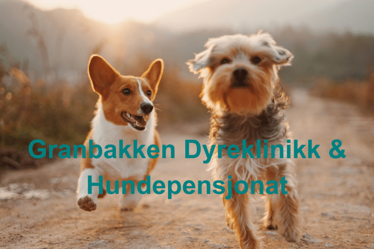 Granbakken Dyreklinikk Hundepensjonat 768x512