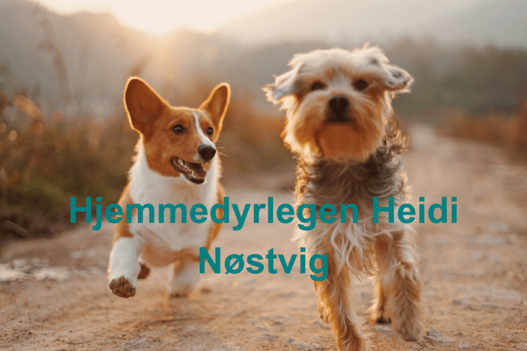 Hjemmedyrlegen Heidi Nostvig 768x512