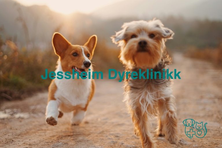 Jessheim Dyreklinikk 768x512