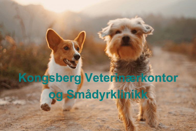 Kongsberg Veterinaerkontor og Smadyrklinikk 768x512