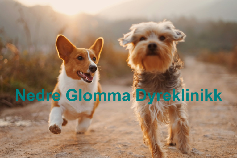 Nedre Glomma Dyreklinikk 768x512