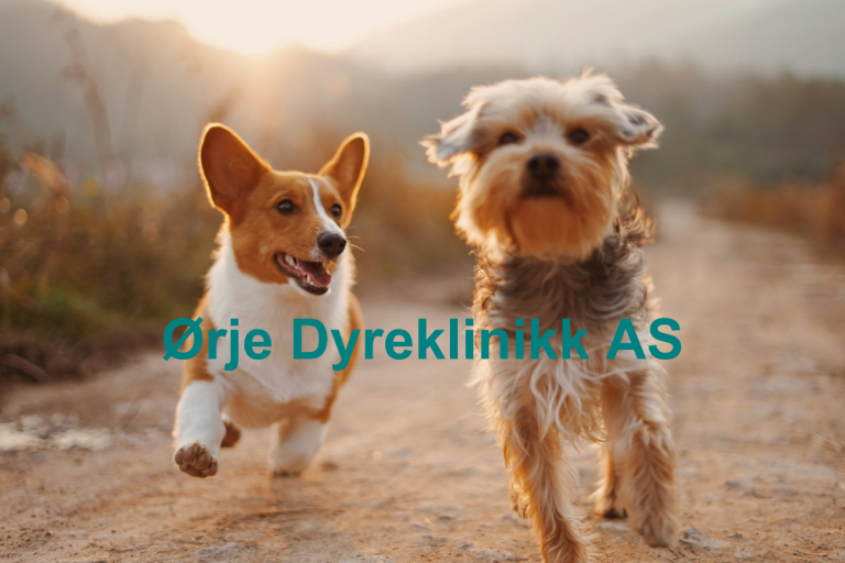 Orje Dyreklinikk AS 768x512