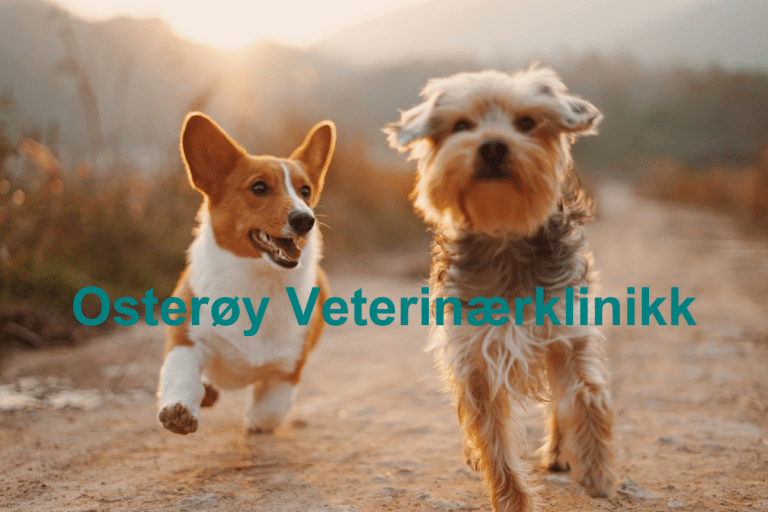 Osteroy Veterinaerklinikk 768x512