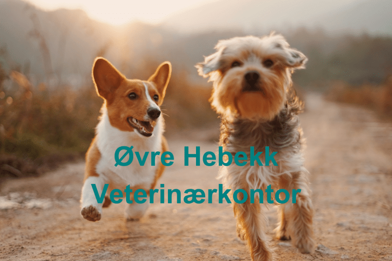 Ovre Hebekk Veterinaerkontor 768x512