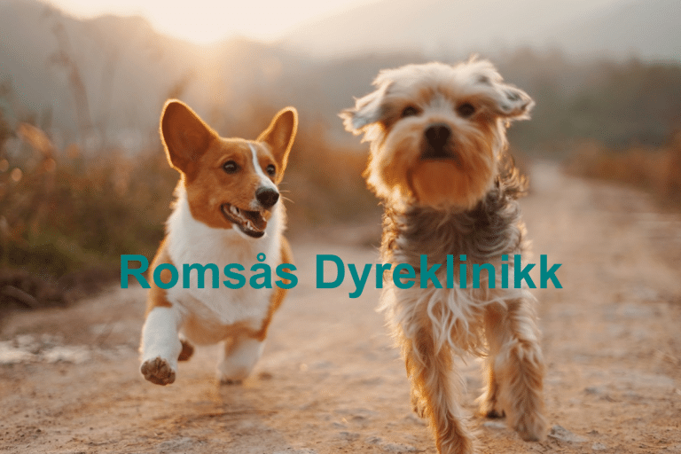 Romsas Dyreklinikk 768x512