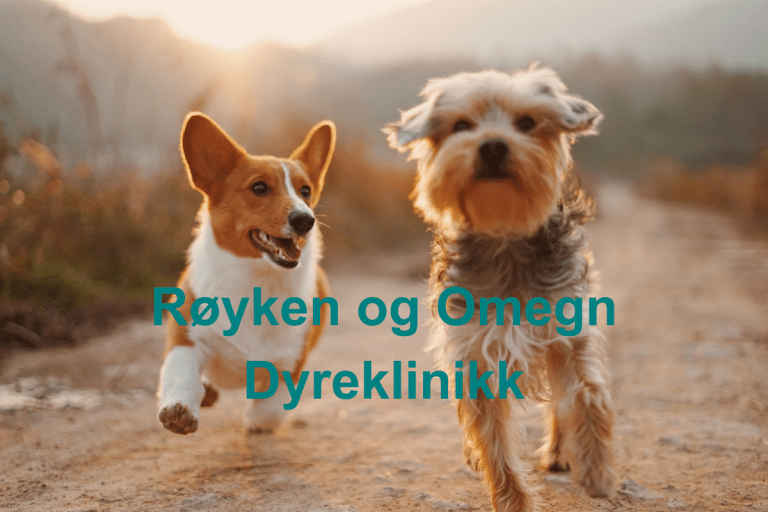 Royken og Omegn Dyreklinikk 768x512