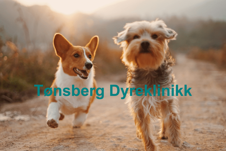 Tonsberg Dyreklinikk 768x512