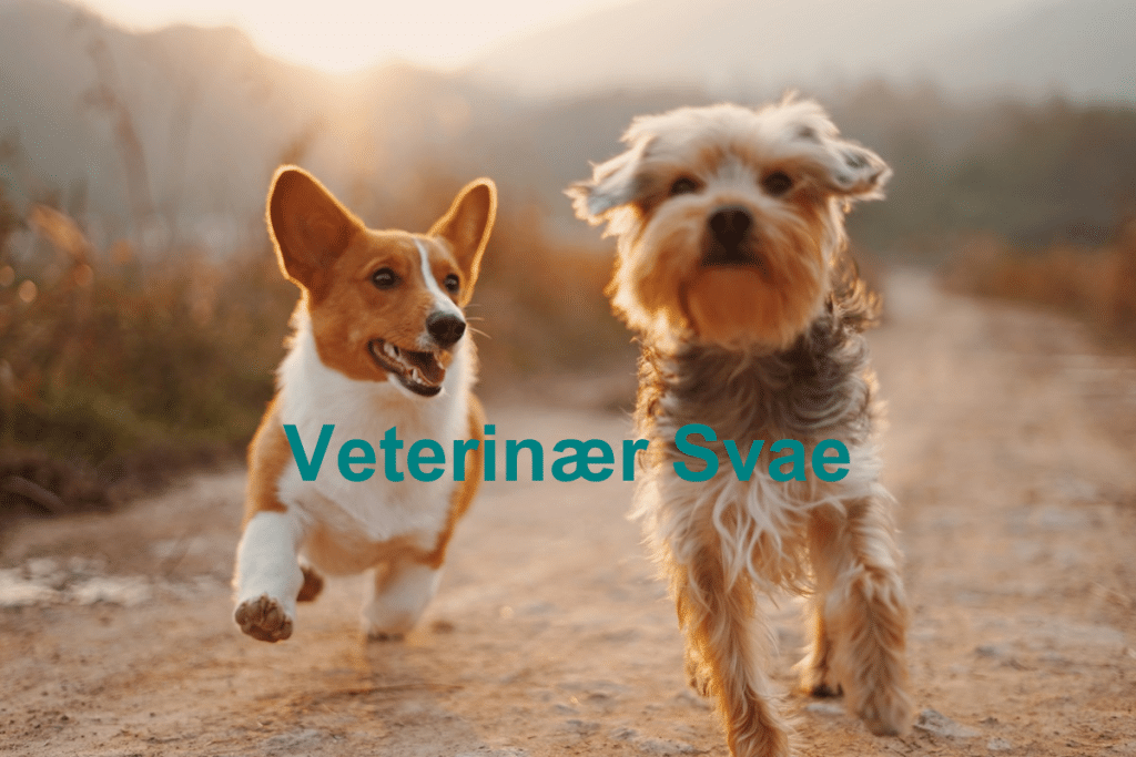 Veterinaer Svae 1024x683