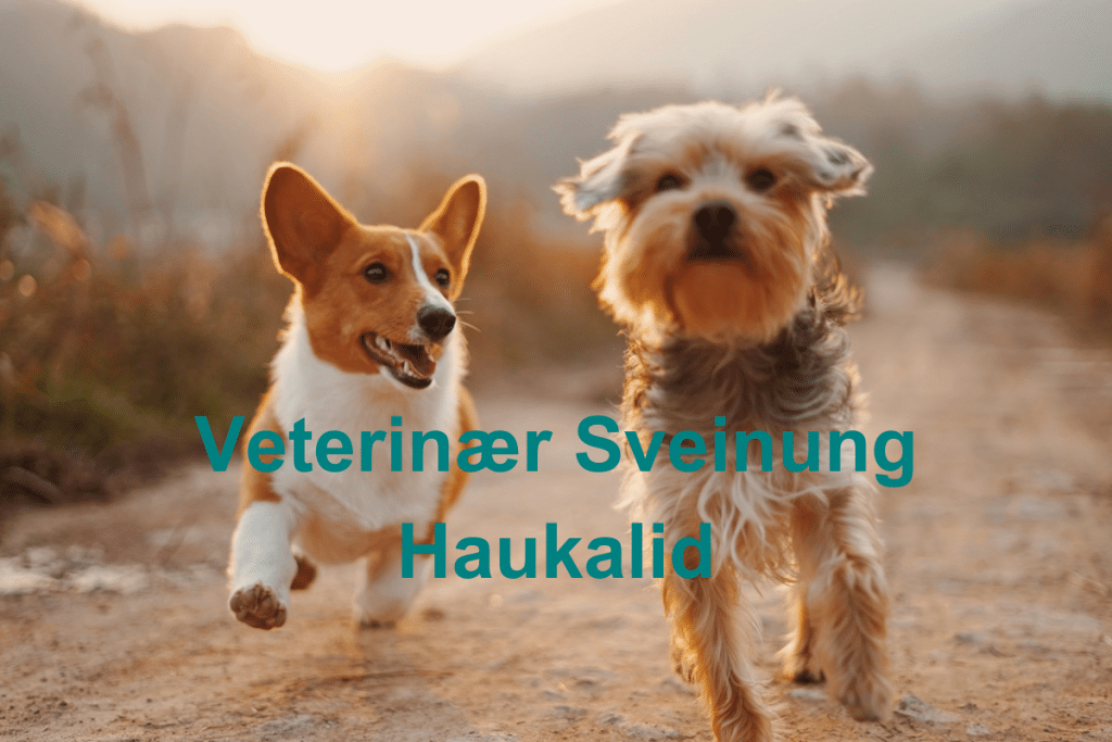 Veterinaer Sveinung Haukalid 1024x683