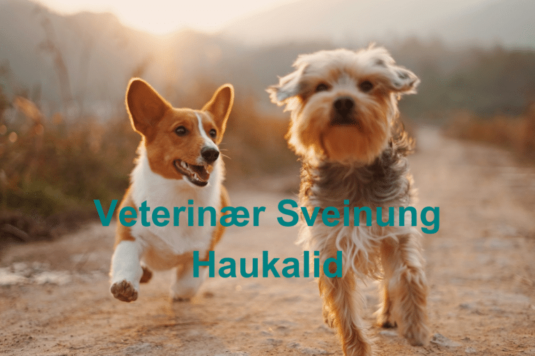 Veterinaer Sveinung Haukalid 768x512