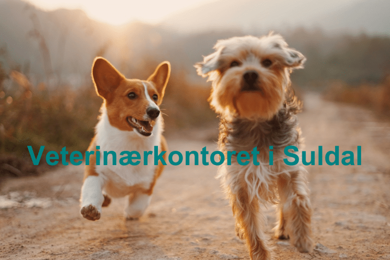 Veterinaerkontoret i Suldal 768x512