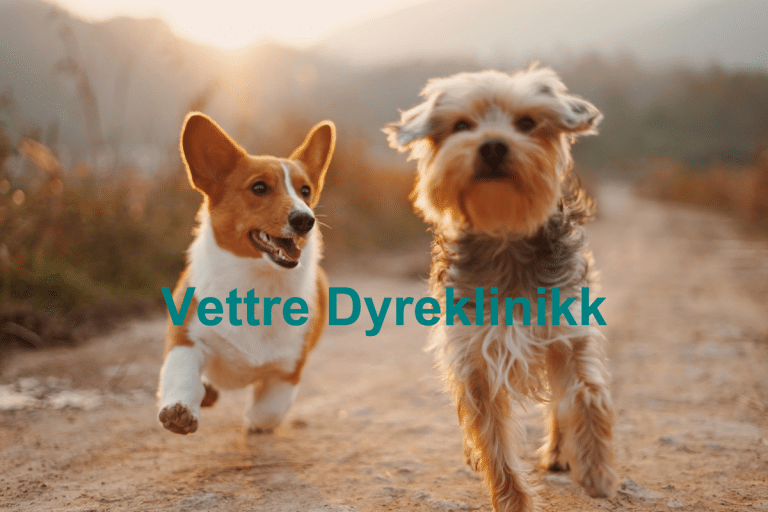 Vettre Dyreklinikk 768x512