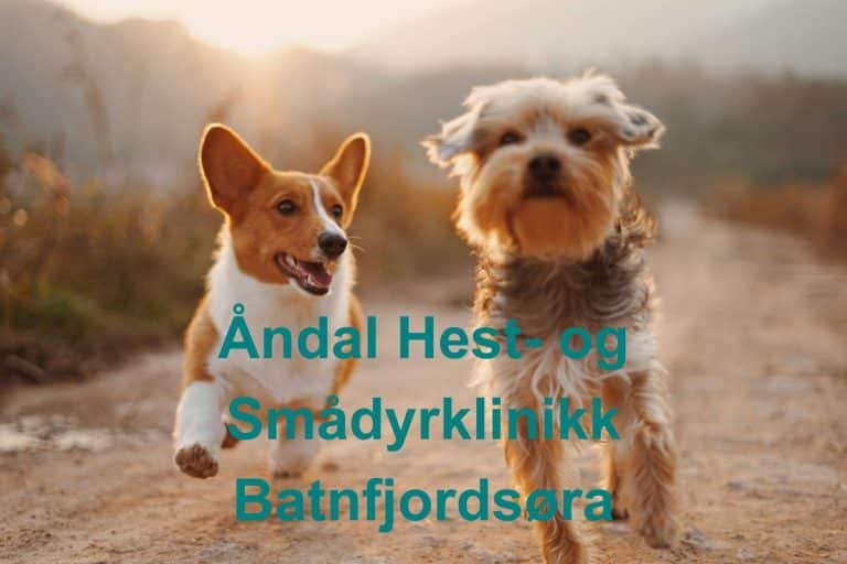 Andal Hest og Smadyrklinikk Batnfjordsora 768x512