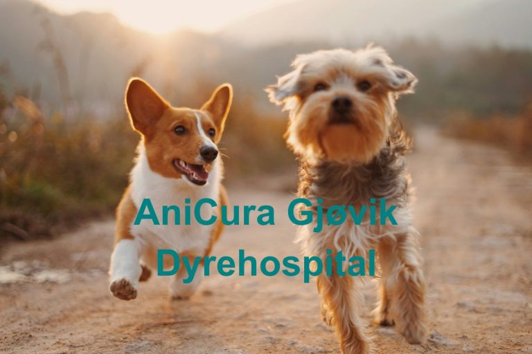 AniCura Gjovik Dyrehospital 768x512