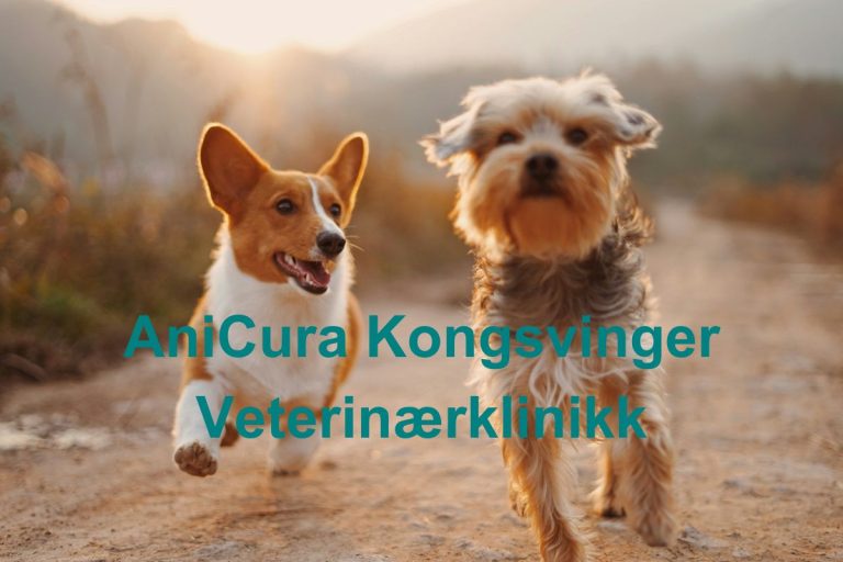 AniCura Kongsvinger Veterinaerklinikk 768x512