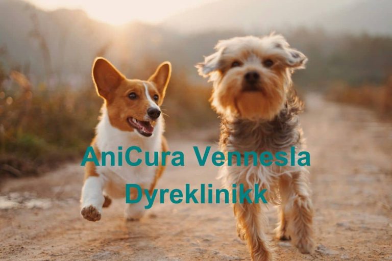 AniCura Vennesla Dyreklinikk 768x512