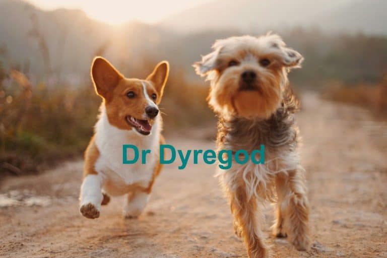 Dr Dyregod 768x512