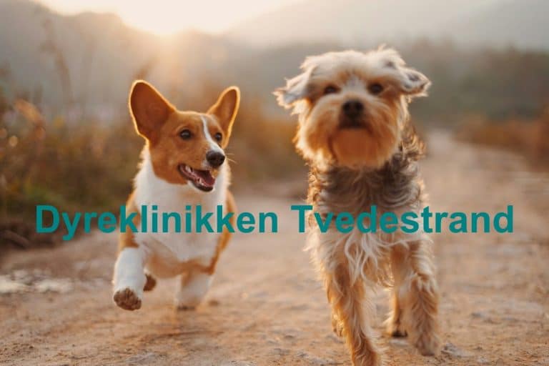 Dyreklinikken Tvedestrand 768x512