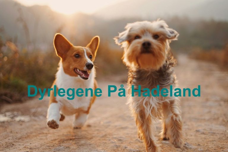 Dyrlegene Pa Hadeland 768x512
