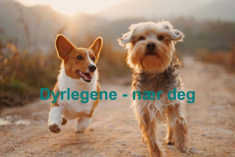 Dyrlegene naer deg 768x512
