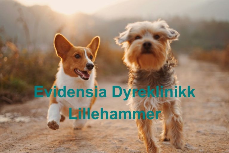 Evidensia Dyreklinikk Lillehammer 768x512