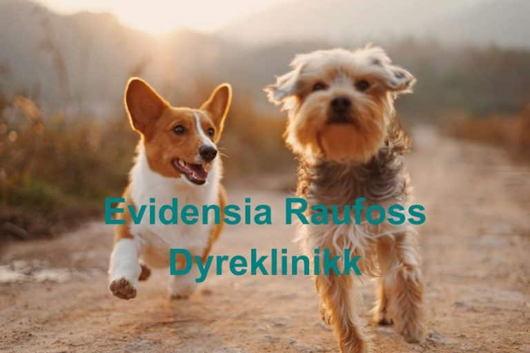 Evidensia Raufoss Dyreklinikk 1 768x512