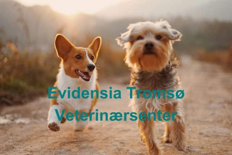 Evidensia Tromso Veterinaersenter 768x512