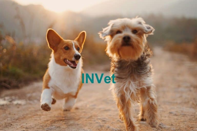 INVet 768x512