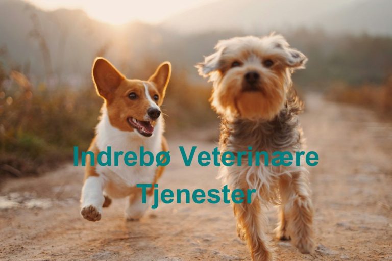 Indrebo Veterinaere Tjenester 768x512