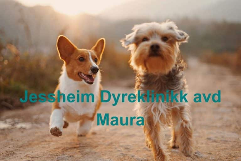Jessheim Dyreklinikk avd Maura 768x512