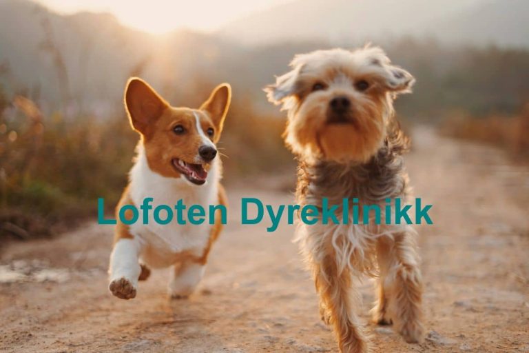 Lofoten Dyreklinikk 768x512