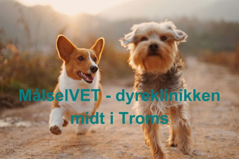 MalselVET dyreklinikken midt i Troms 768x512